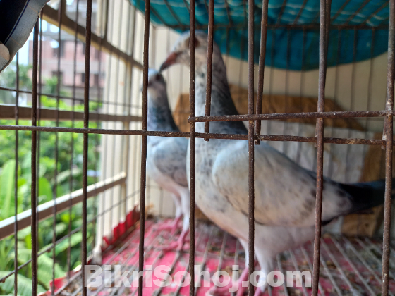 গ্রিজেল কবুতর।